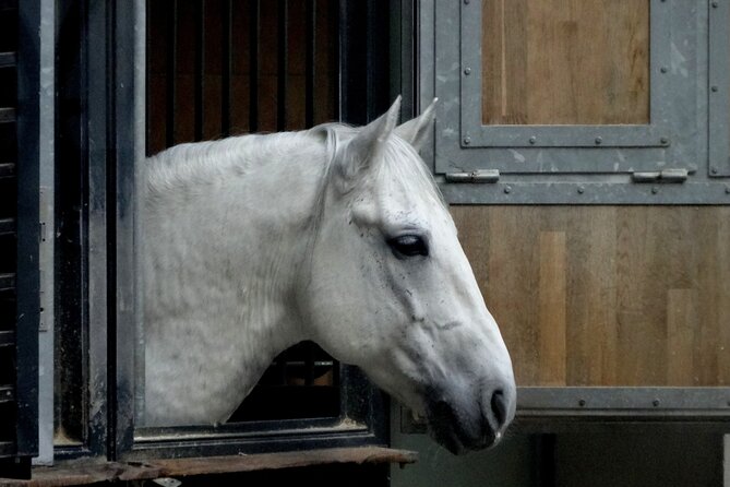 Lipica Stud Farm and Skocjan Caves From Koper - Pricing and Inclusions