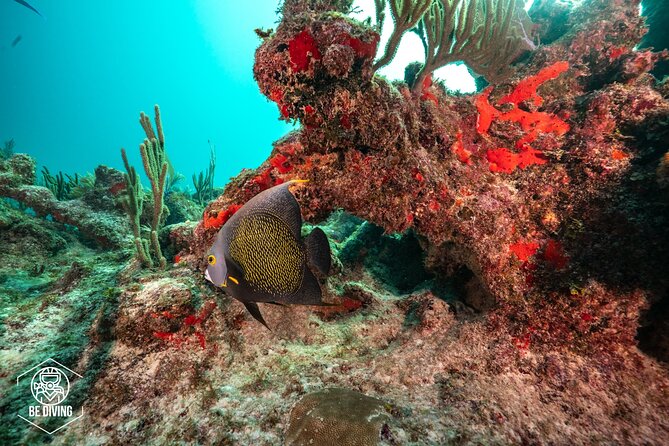 Local Dive in Playa Del Carmen - Conservation Project Participation