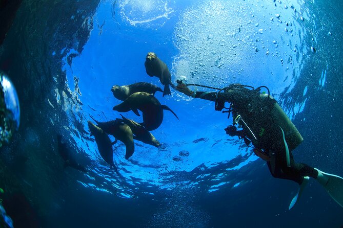 Los Cabos Beginner Scuba Dive Experience - Recommended for Beginners