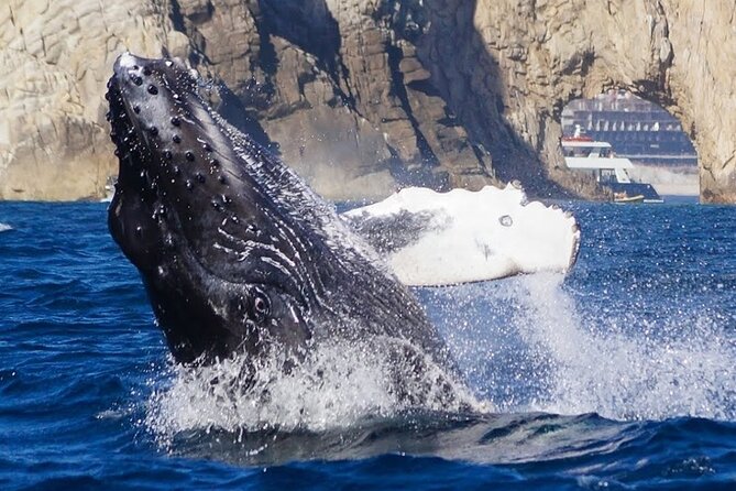 Los Cabos Private Yacht Whale Watching Tour, Snorkel and Drinks - Frequently Asked Questions