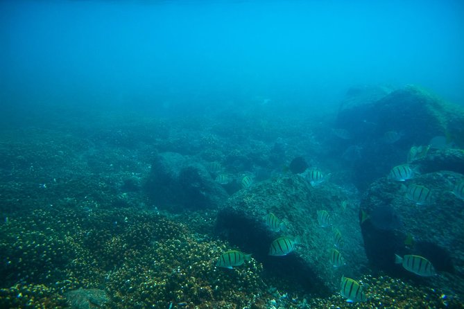 Los Cabos Snorkeling Tour to Chileno Bay and Santa Maria Cove - Customer Reviews