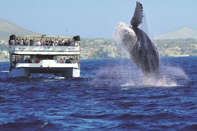 Los Cabos Whale Watching Cruise Including Breakfast - Additional Insights