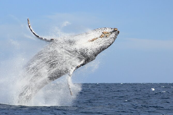 Los Cabos Whale Watching (Transportation and Pictures Included) - Excellent Photo Opportunities