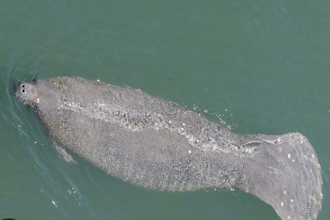 Madeira Beach - Shell Key - Dolphins - Half Day Private Boat Tour - Frequently Asked Questions