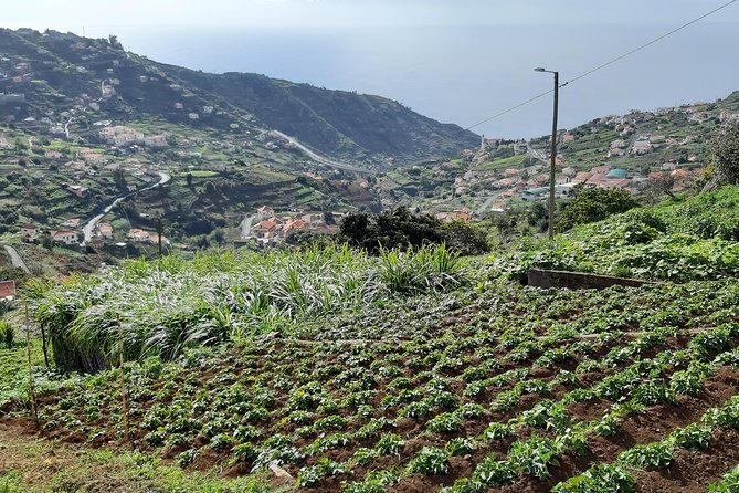 Madeira: Private Guided Levada Do Norte Walk - Guided Experience