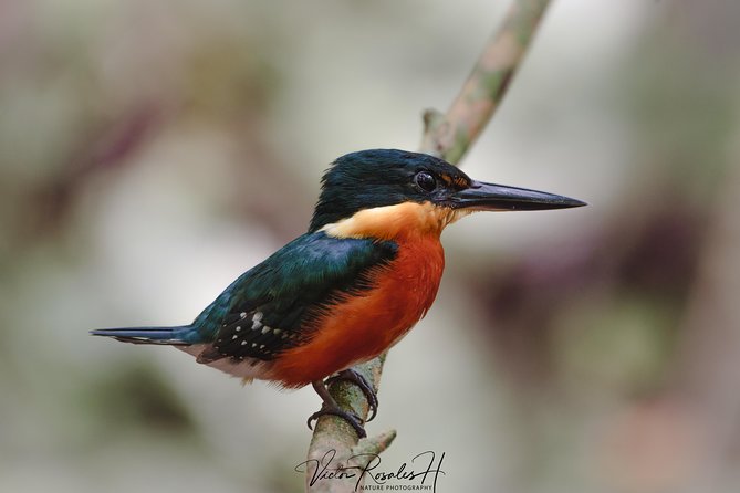 Mahahual and Costa Maya Birdwatching - Lunch and Transportation Provided