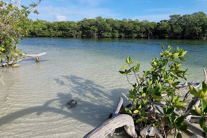 Mangrove and Lagoon Speed Boat Tour - Meeting Point