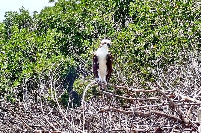 Mangrove SUP Safari - Frequently Asked Questions