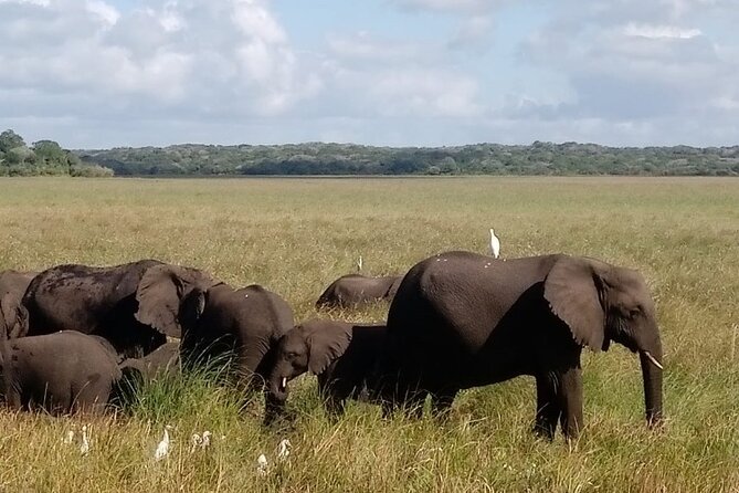 Maputo National Park (Maputo Special Reserve) Full-day Tour - Restoration and Conservation Efforts