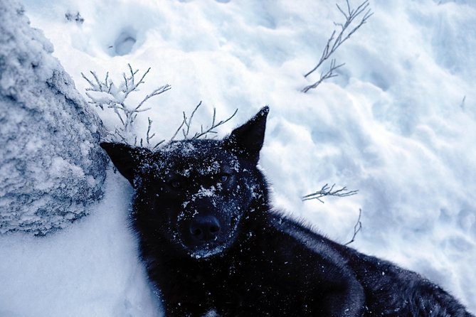 Meet Taivas & the Arctic Wolves - Private Tour - Connecting With Local Farm