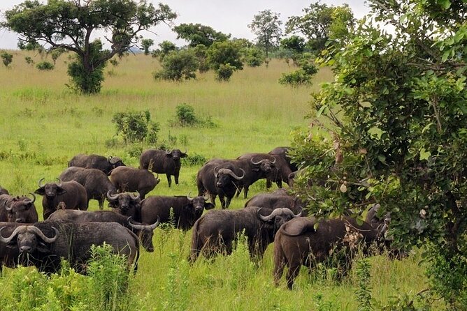 Mikumi National Park 2 Days/ 1 Night - Pricing and Booking Information