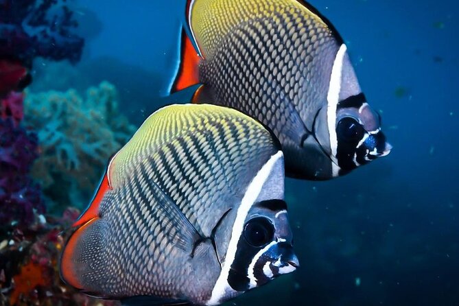 Mnemba Snorkeling, Kuza Cave, Blue Lagoon, Starfish Tour, The Rock Restaurant - Final Thoughts