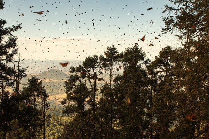 Monarch Butterfly Tour (Departing From Morelia) - About the Monarch Butterfly Sanctuary