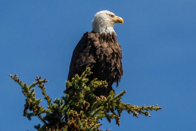 Morning Jasper National Park Wildlife Tour - Tour Duration and Itinerary