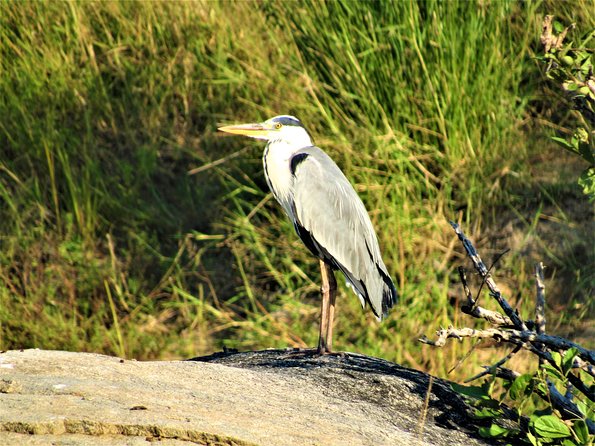 Morning Kruger National Park Safari - Frequently Asked Questions