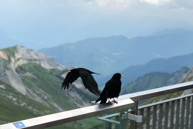 Mt. Pilatus and Cruise on Lake Lucerne Private Tour From Zurich - Customer Feedback