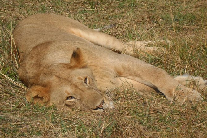 Nairobi National Park 1.p.m Game Drive - Tips for Your Game Drive