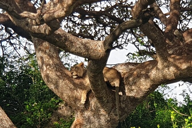 Nairobi National Park 6 Am Group-Joining Game Drive - Frequently Asked Questions