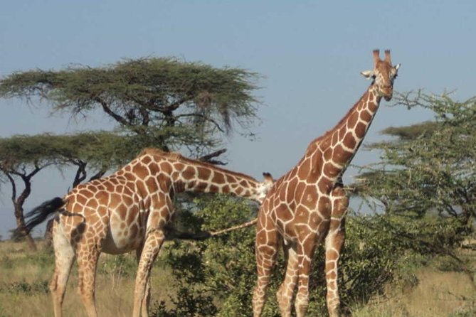 Nairobi National Park, Elephant Orphanage, Giraffe Centre Tour - Nearby Transportation Options