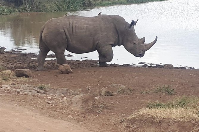 Nairobi National Park, Giraffe Center and Museum Day Tour - Frequently Asked Questions