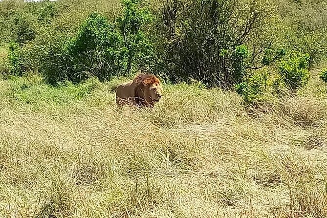 Nairobi National Park Sun Rise Game Drive With Pickup & Drop-Off - Frequently Asked Questions
