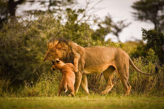 Nairobi National Park Tour - Frequently Asked Questions