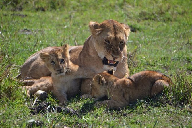 Nairobi National Park Tour - Carnivore Restaurant Experience