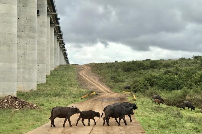 Nairobi National Park Tour - Frequently Asked Questions