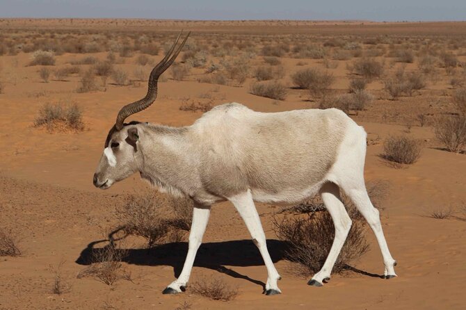National Park Privat Safari Tour From Agadir and Taghazout - Traveler Reviews