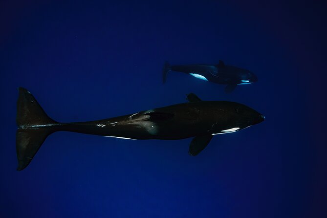 Ocean Safari in La Ventana: Mobula Rays, Dolphins, Orcas & Whales - Booking Details