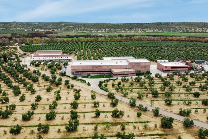 Oil Tourism With the 5 Senses - Taking in the Olive Oil Culture