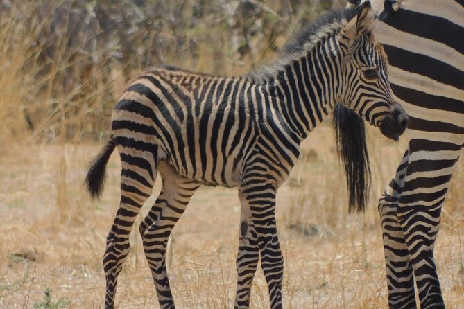 One Day Akagera Safari From Kigali - Health and Safety