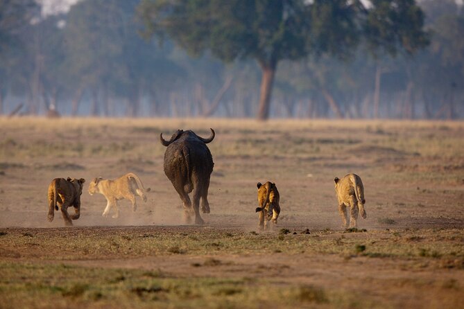 One Day Tour to Maasai Mara Game Reserve From Nairobi - Tips for Your Safari Day