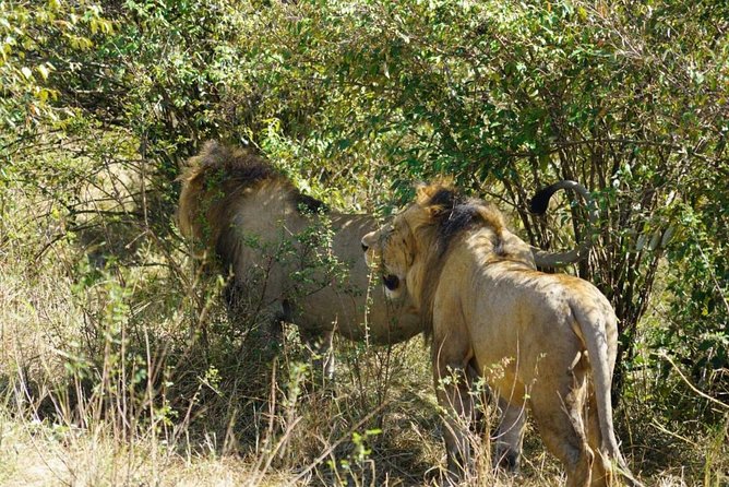 Overnight Safari To Maasai Mara - Traveler Feedback and Recommendations