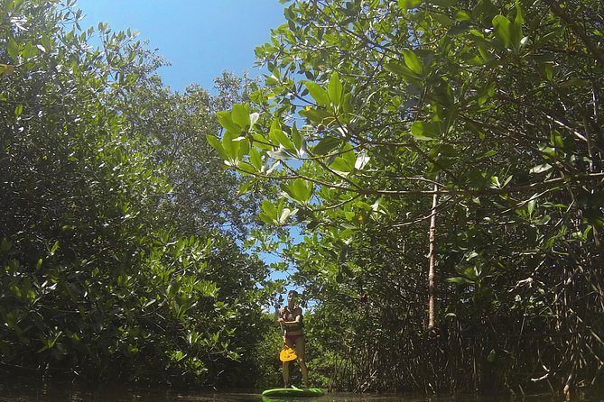 Paddleboard Cenote Tour - Highlights