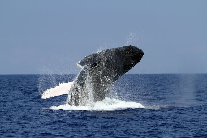 Pelagic Wildlife Excursion - Booking Details and Policies