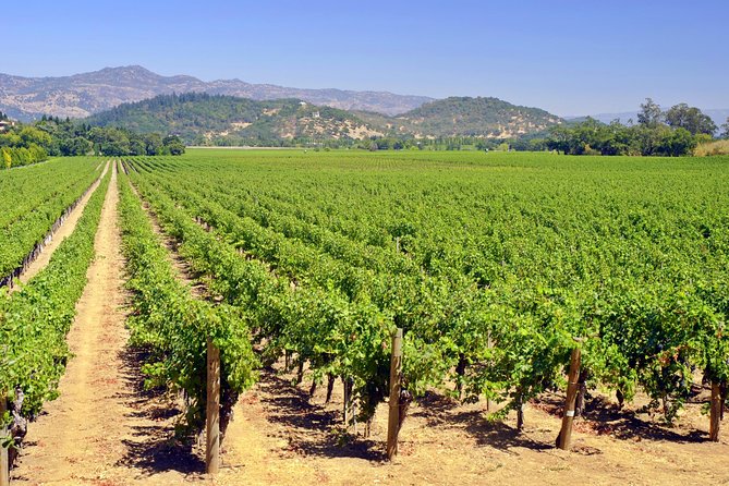 Peles Royal Castle & Wine Tasting - 9 Hours - Wine Tasting Activity