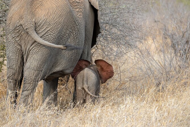 Pilanesberg National Park Safari in Open Vehicle From Johannesburg - Frequently Asked Questions
