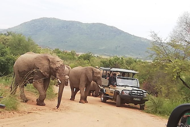 Pilanesberg Nature Reserve & Lion & Rhino Park Private - Transportation and Pickup Information