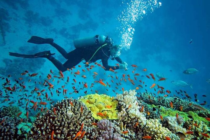 Prison Island Half-Day Tour From Zanzibar - Visitor Experiences