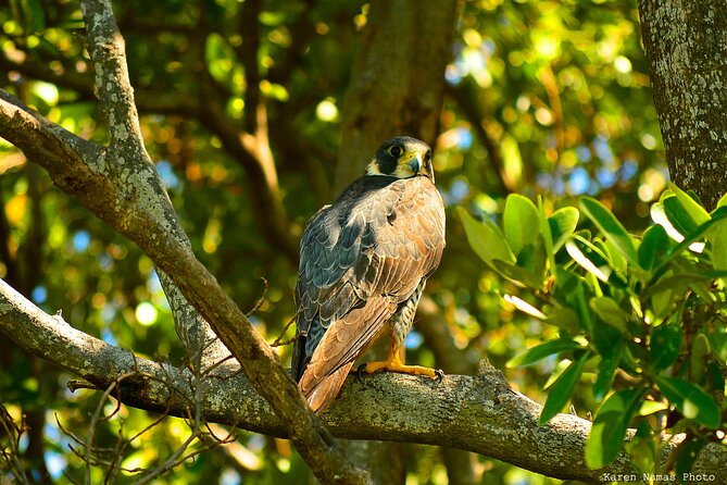 Private Birdwatching Tour in Sian Kaan Muyil - Health and Safety