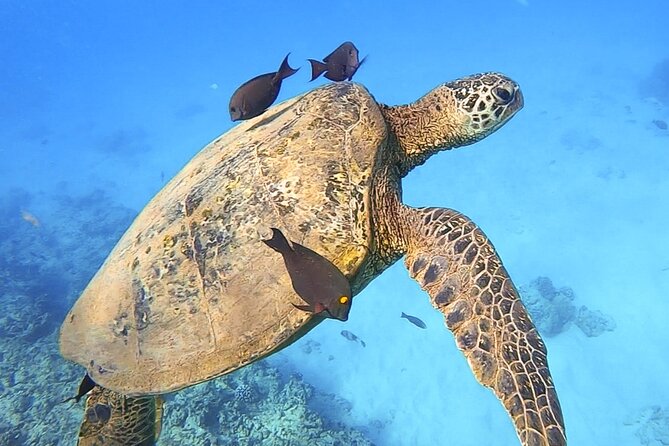 Private Catamaran Charter in Waikiki - Sum Up