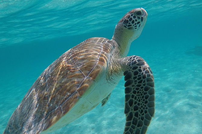Private Experience: Akumal Sea Turtles Encounter and Yal-Kú Lagoon Colorfull Fish Snorkel. - Frequently Asked Questions