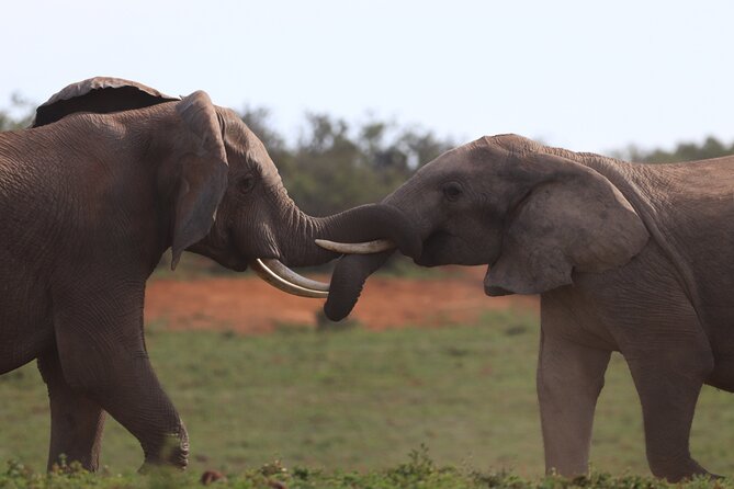 Private Full-Day Addo Elephant National Park Safari - Safety and Guidelines
