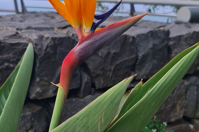 Private Full Day Island Tour in Madeira - Why Choose This Tour