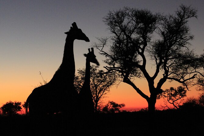 Private Game Drive Safari in Hoedspruit - Booking Process