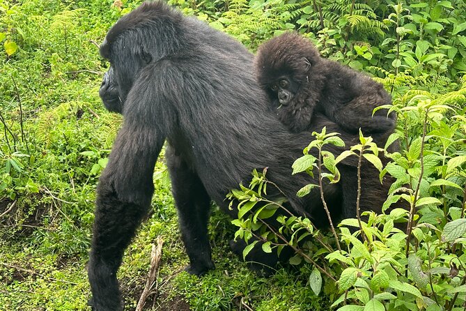 Private Gorilla Trekking Transfer From Kigali to Volcanoes N.Park - Additional Tips for Travelers
