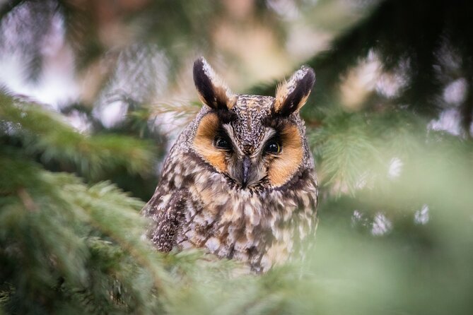 Private Guided Owl Prowl to Observe and Photograph Wild Owls - Safety Considerations