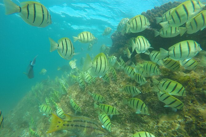 Private Guided Snorkeling in Cabo San Lucas - Positive Customer Reviews