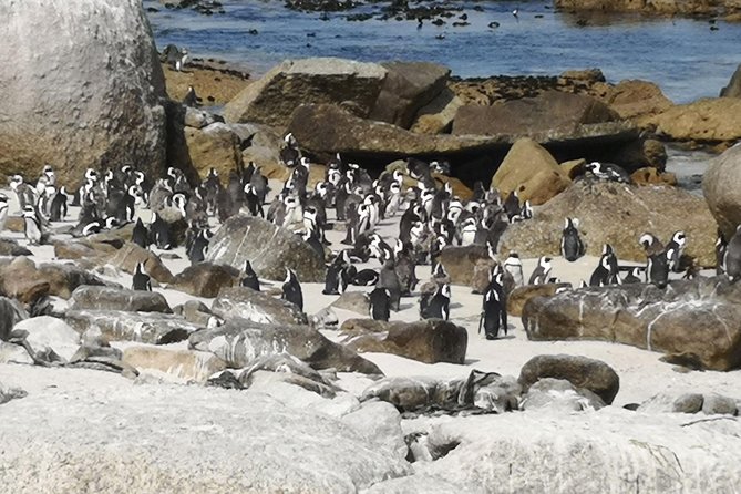 Private Historical Cape Town City and Scenic Passes Tour. - Exceptional Tour Experience